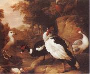 Jakob Bogdani Wild Ducks china oil painting reproduction